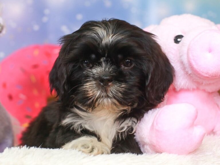 Shih Tzu