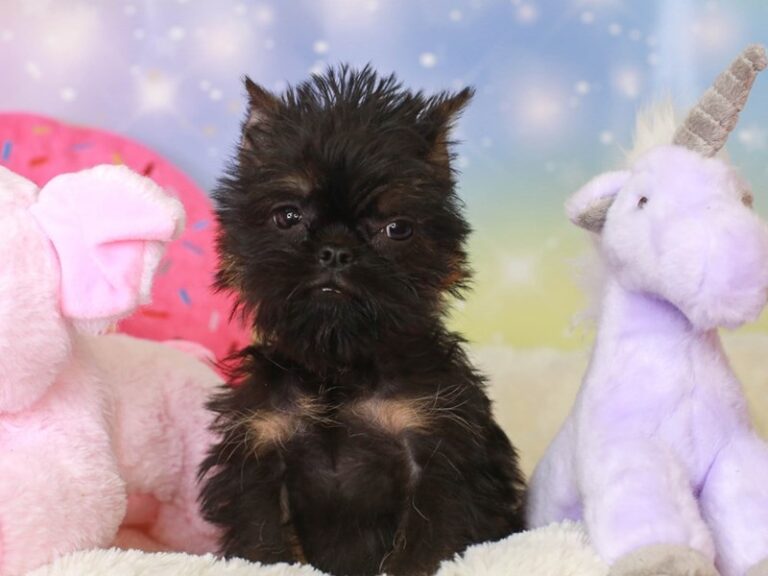 Brussels Griffon