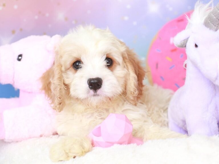 Cavapoo