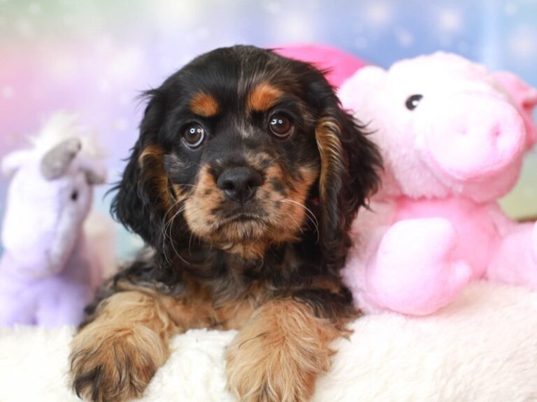 Cocker Spaniel