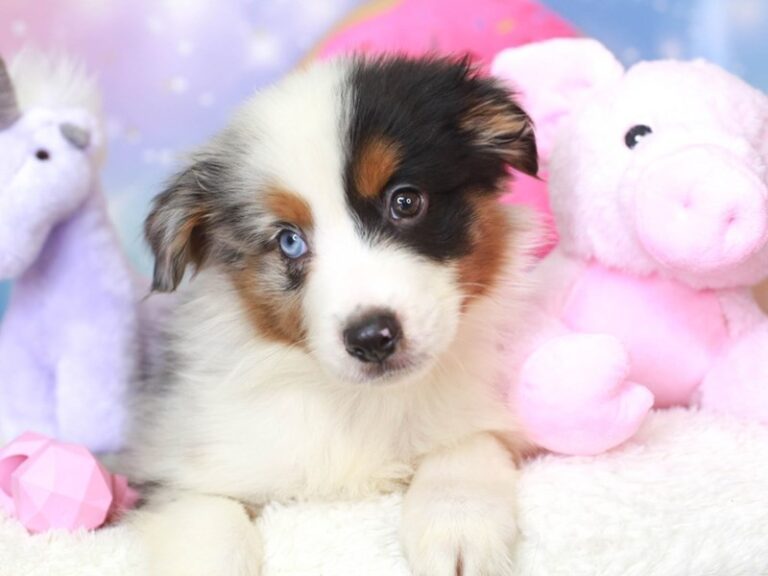 Mini American Shepherd