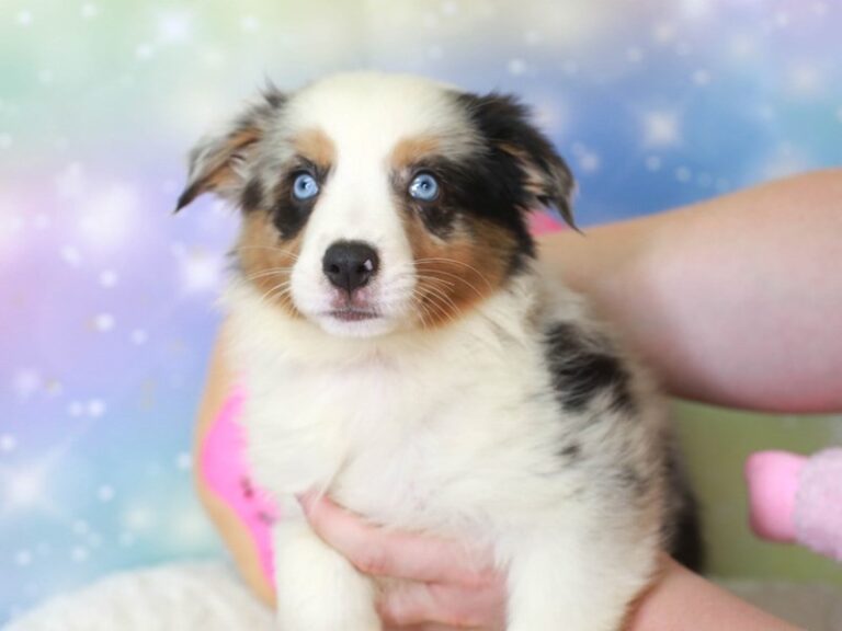 Mini American Shepherd