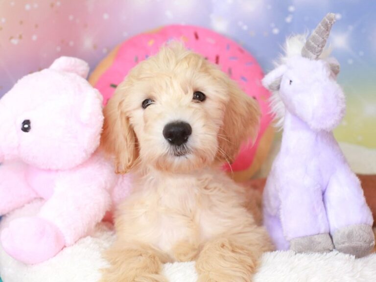 Goldendoodle