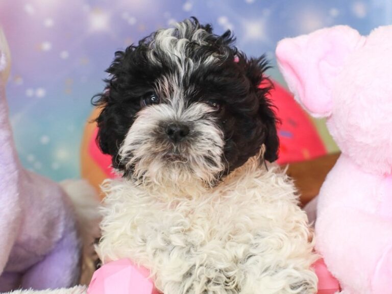 Shih Poo