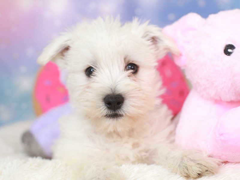 Wauzer-Male-white-3278077-Animal Kingdom | Puppies N Love