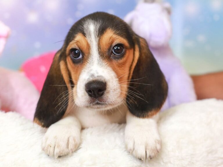 Beagle