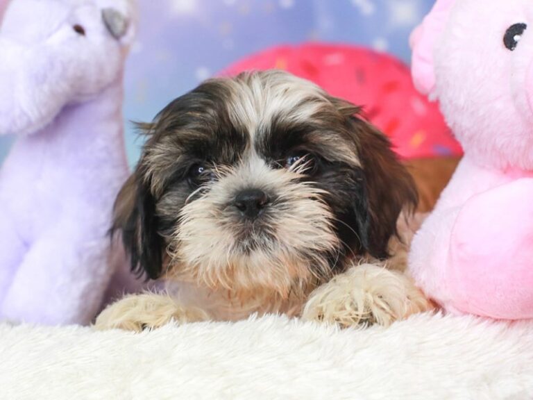 Shih Tzu