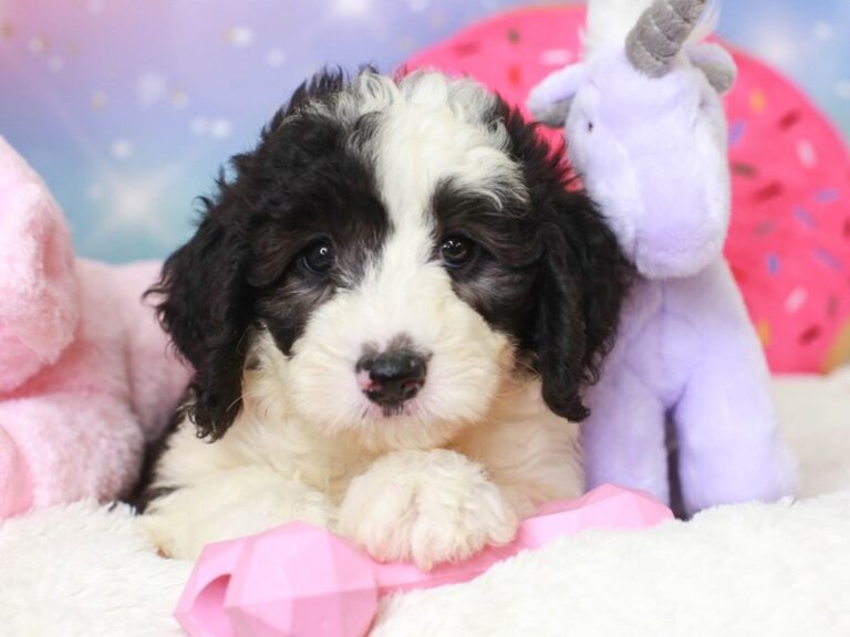 Mini Sheepadoodle