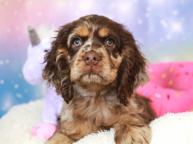 Cocker Spaniel