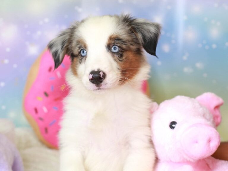 Mini American Shepherd