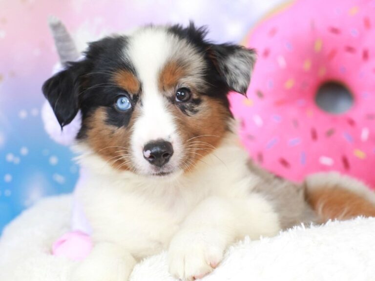 Mini American Shepherd