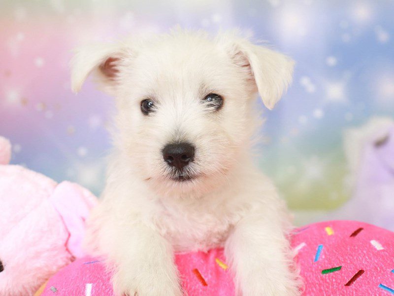 Wauzer-Male-white-3278076-Animal Kingdom | Puppies N Love