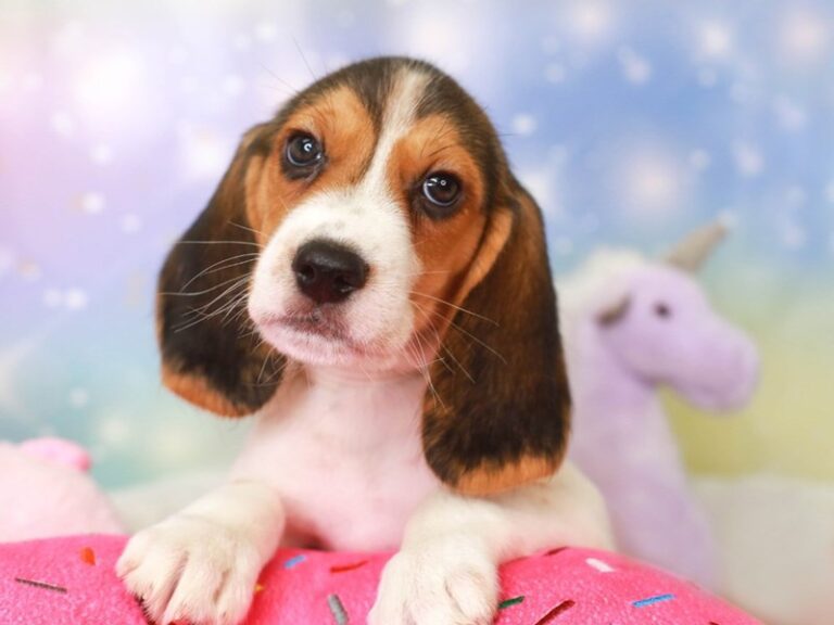 Beagle