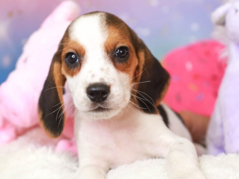 Beagle