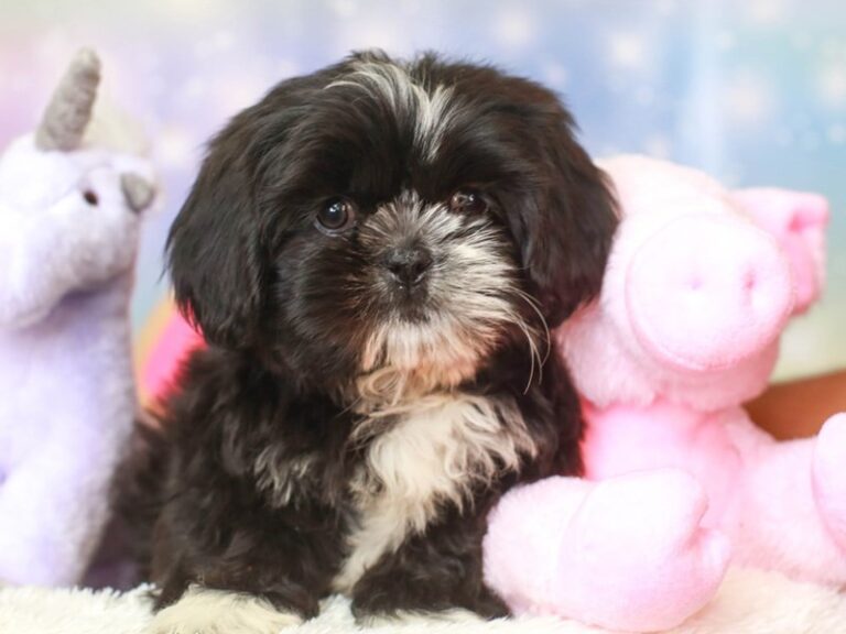 Shih Tzu