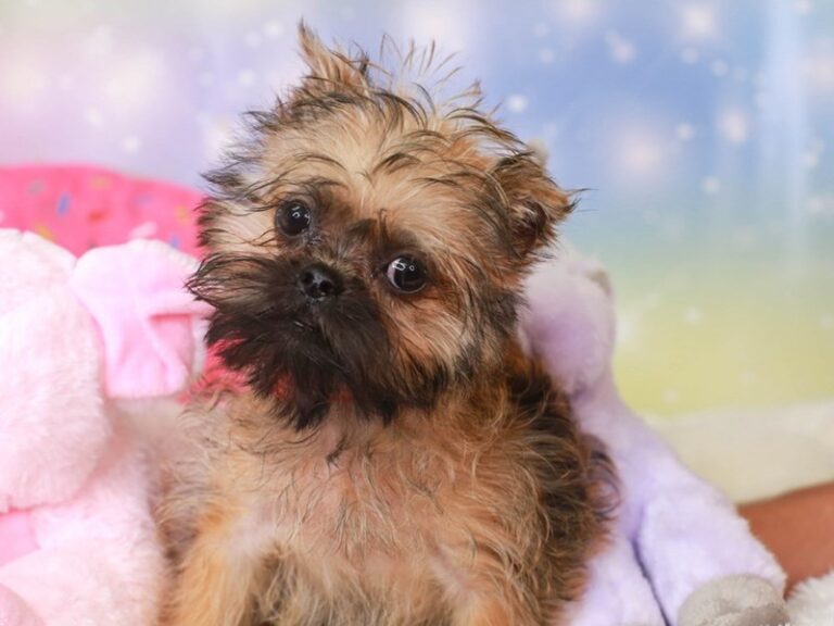 Brussels Griffon