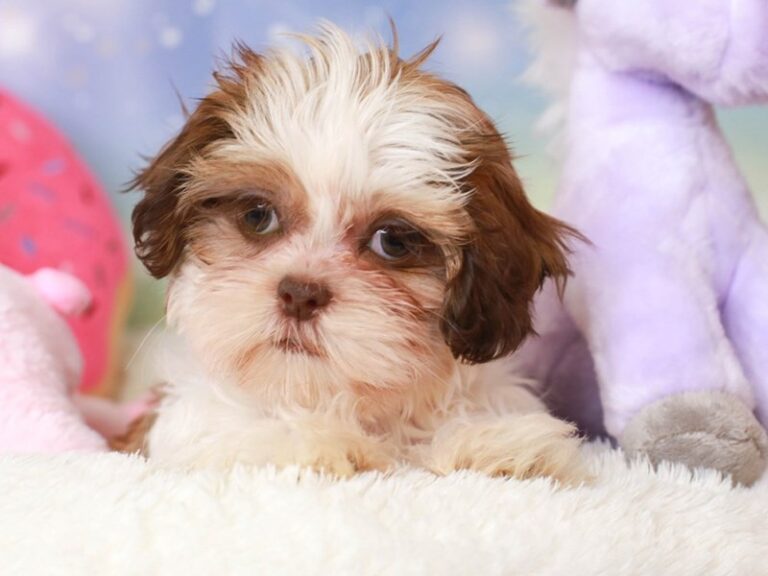 Shih Tzu