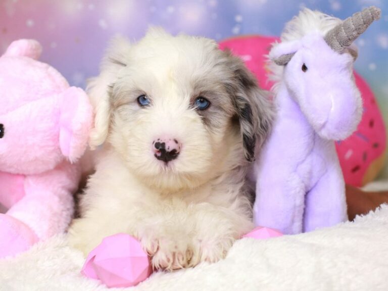 Mini Sheepadoodle