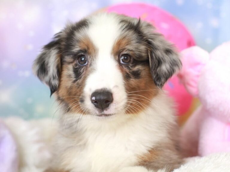 Mini American Shepherd
