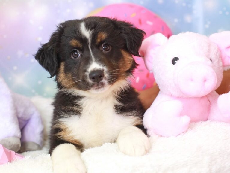 Mini American Shepherd