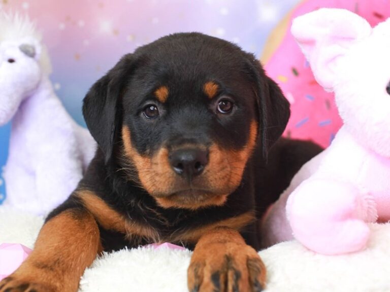 Rottweiler