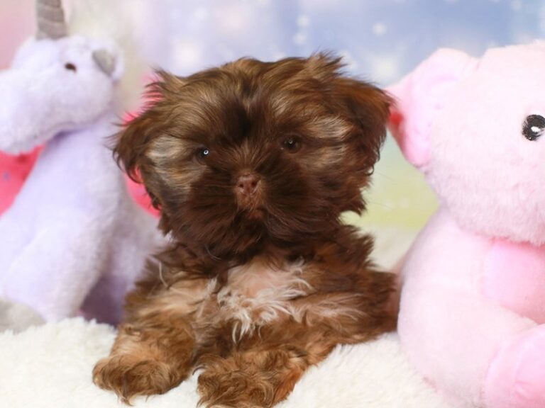 Shih Tzu