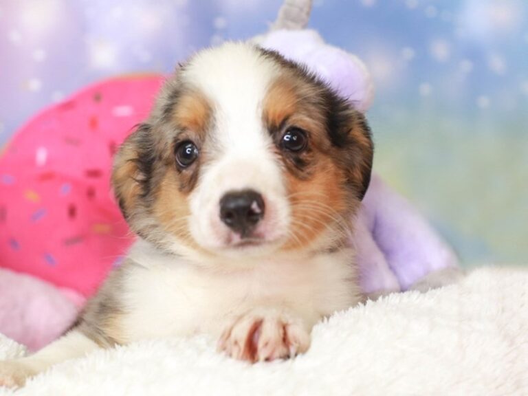 Mini Aussie