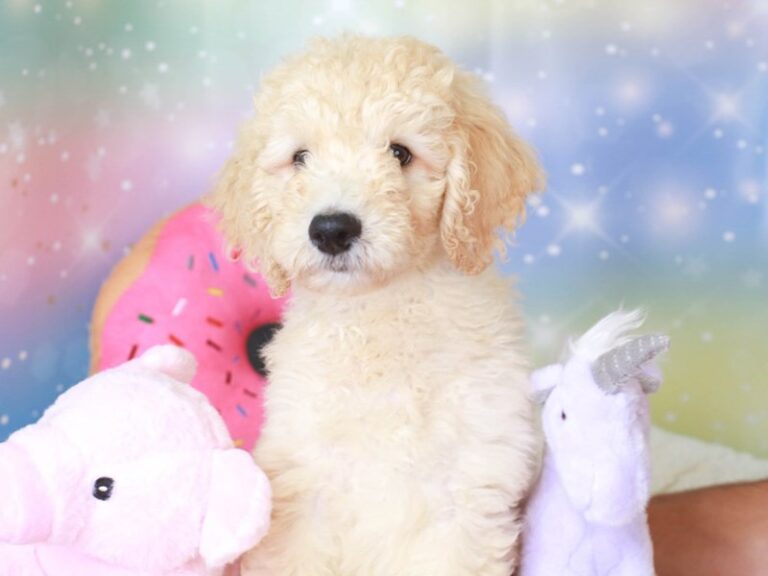 Goldendoodle