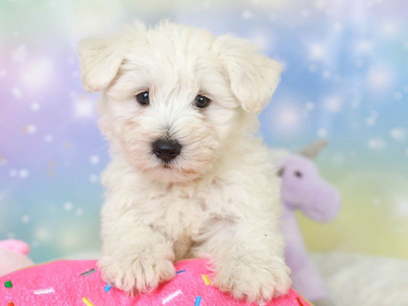 Wauzer-Female-white-3278079-Animal Kingdom | Puppies N Love