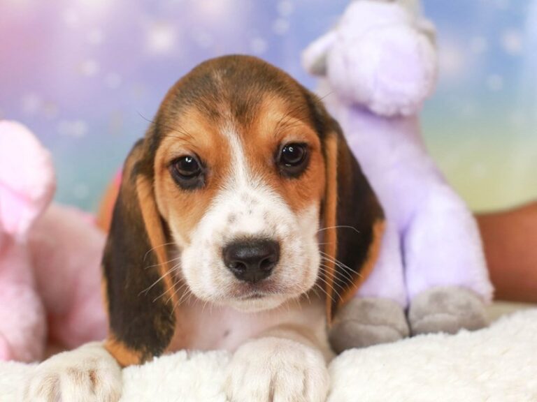 Beagle