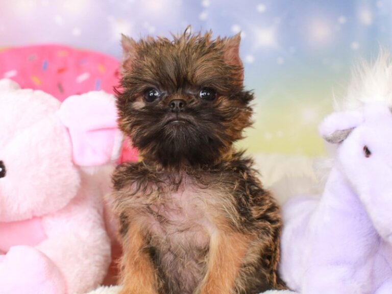 Brussels Griffon