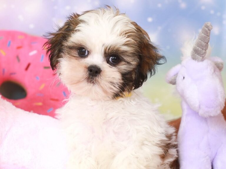 Shih Tzu