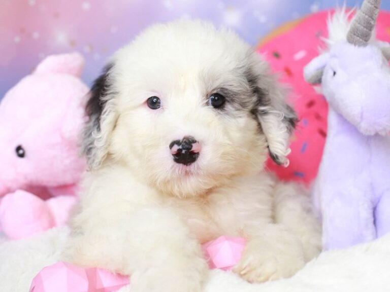 Mini Sheepadoodle