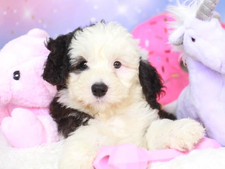 Mini Sheepadoodle