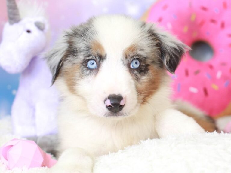 Mini American Shepherd