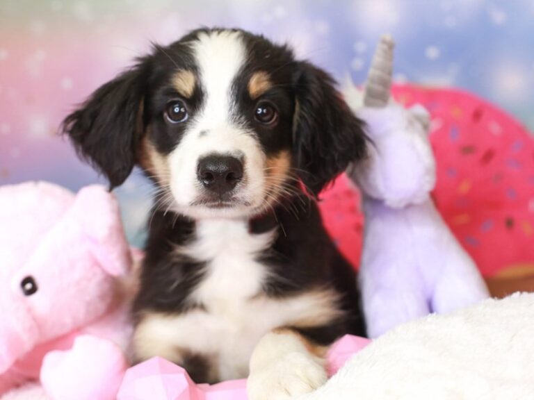 Mini Aussie
