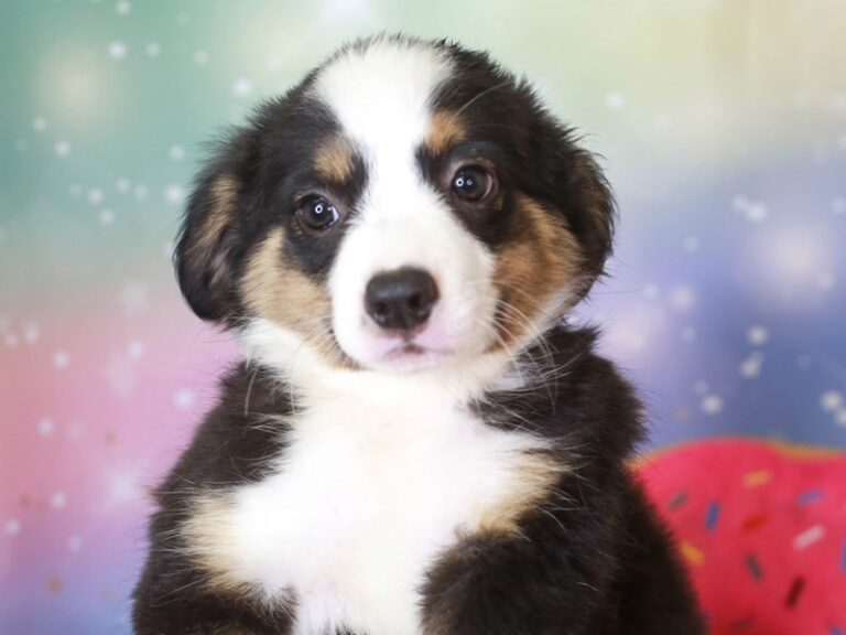 Mini Aussie