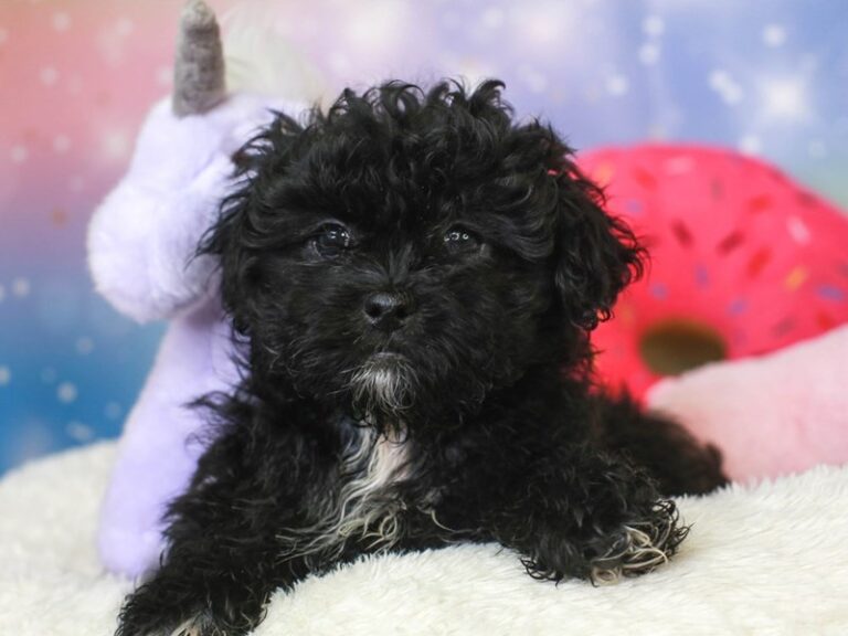Shih Poo