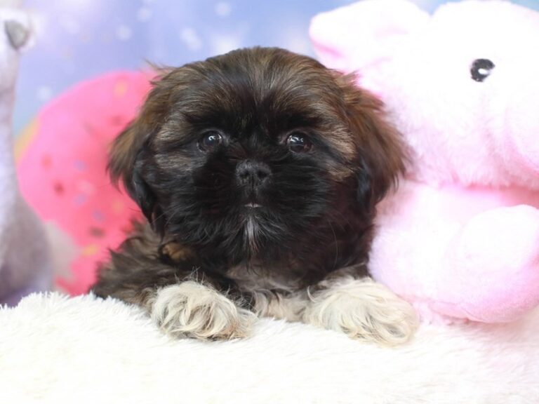 Shih Tzu