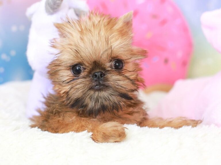 Brussels Griffon