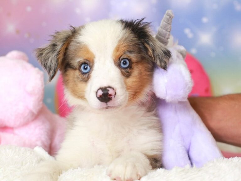 Mini Aussie
