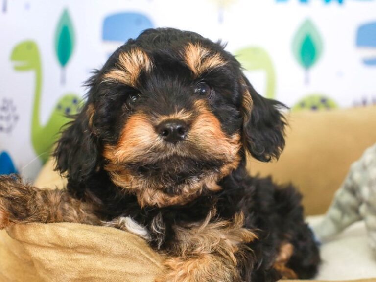 Cavapoo