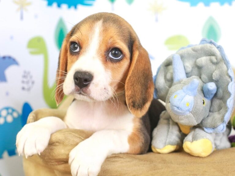 Beagle