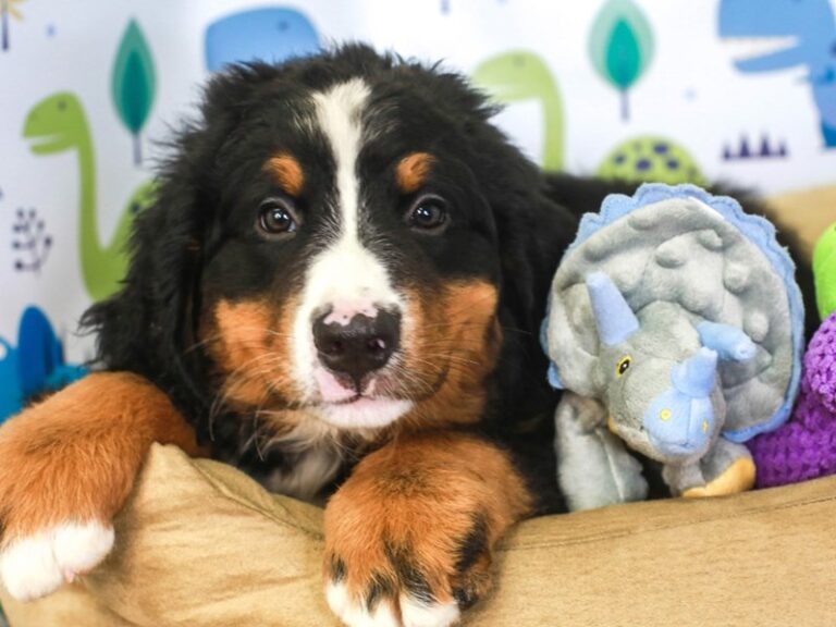 Bernese Mountain Dog