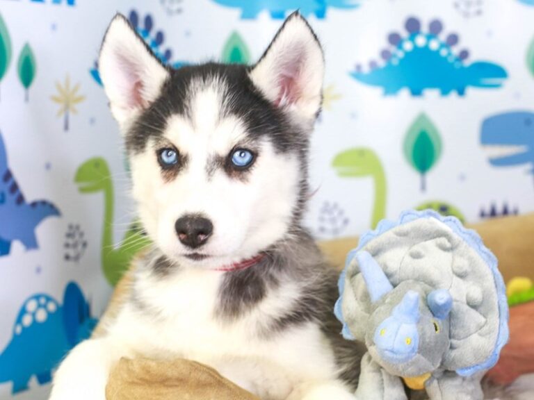Siberian Husky