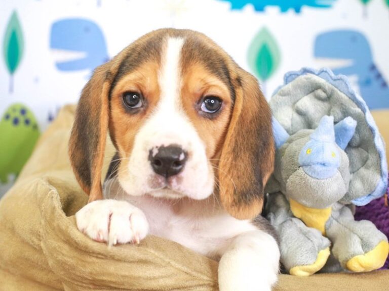 Beagle