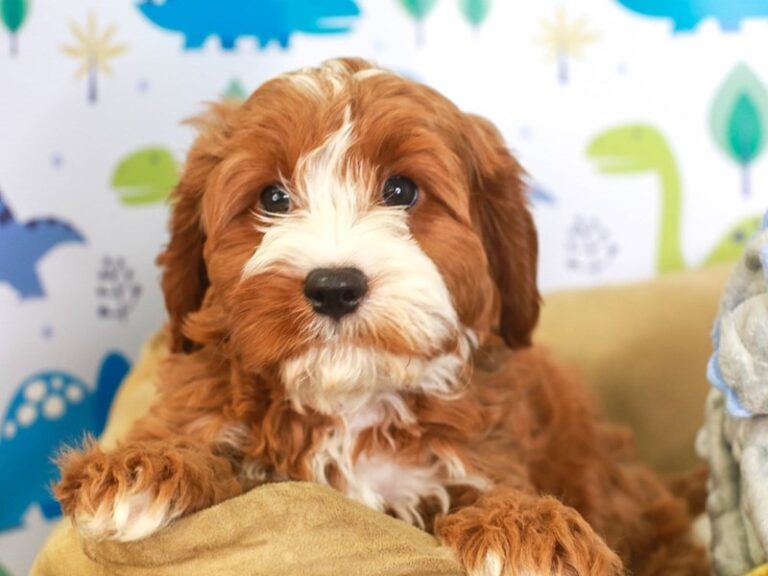 Cavapoo