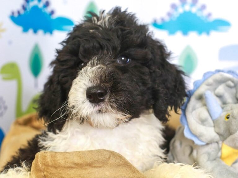 Sheepadoodle