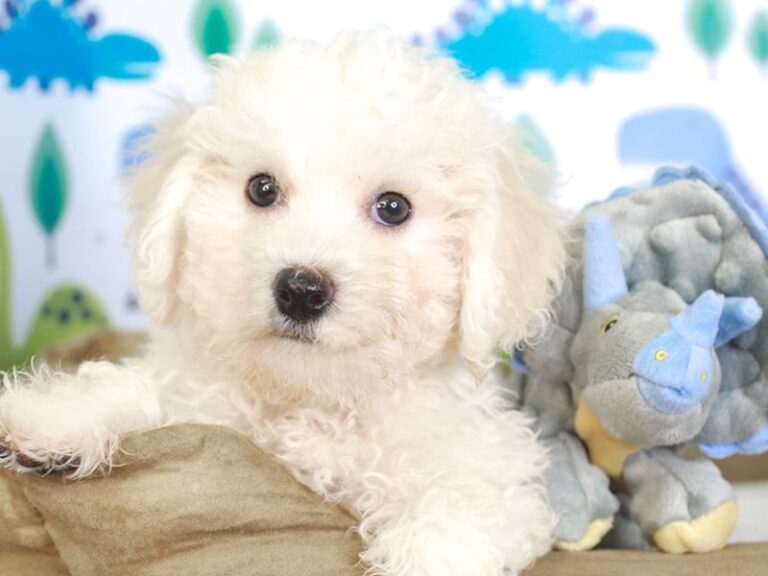Bichon Frise