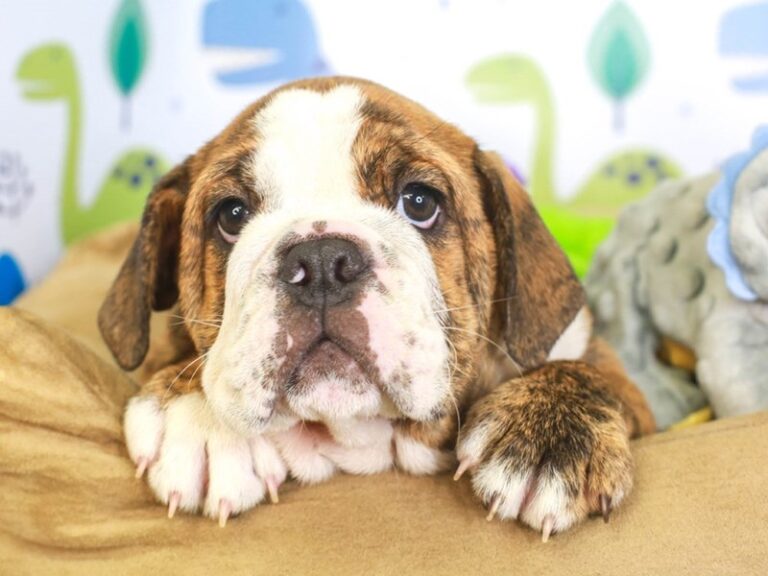 English Bulldog